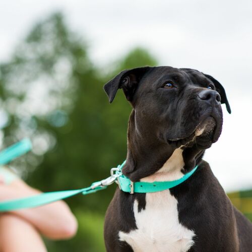 Product photo Energy Silver Urban Leash, Pp Tape 11