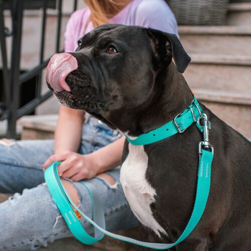Product photo Energy Silver Urban Leash, Pp Tape 10