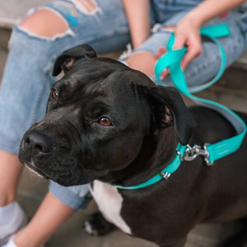 Product photo Energy Silver Urban Leash, Pp Tape 11