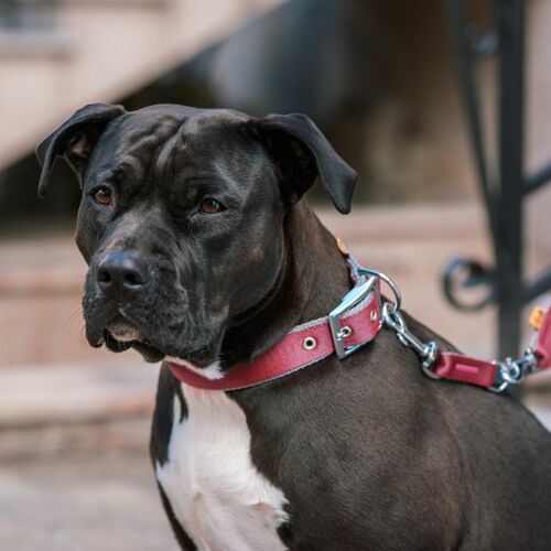 Product photo Twilight Silver Collar, Double Tape 8