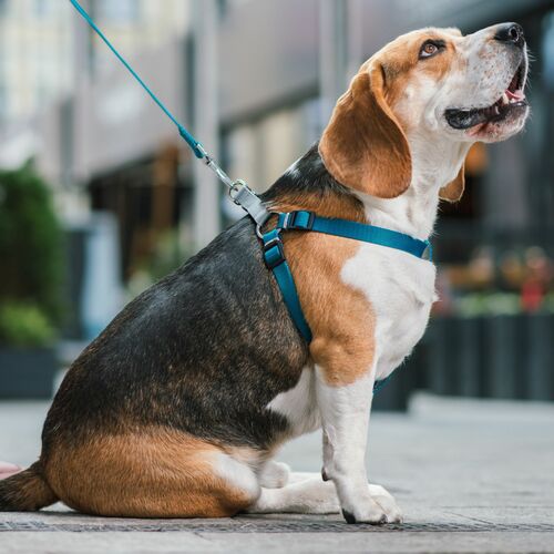 Product photo Twilight Silver Step-In Harness  'Fred' 8