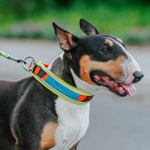 Product photo Active Collar 3