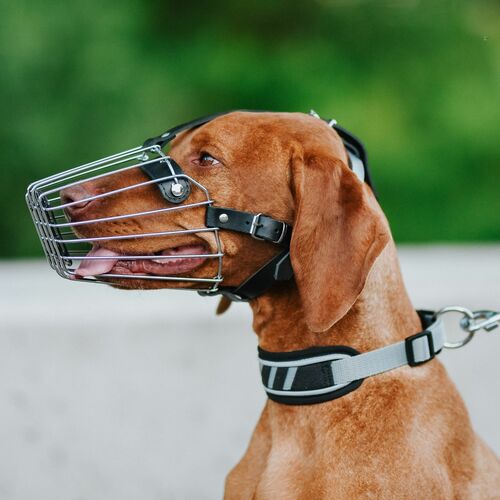 Product photo Active Collar 4
