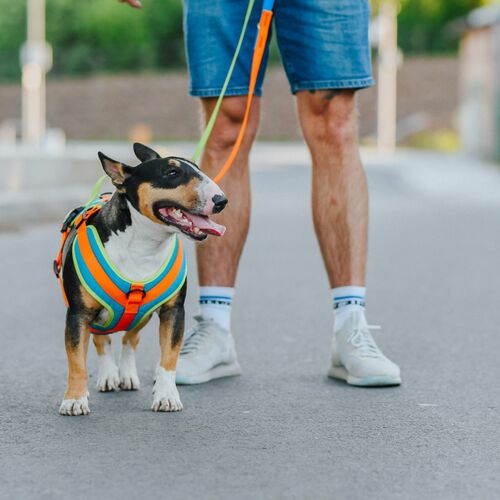 Product photo Active' No-Pressure Dog Harness 2