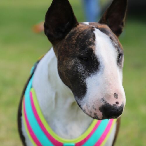 Product photo Active' No-Pressure Dog Harness 3