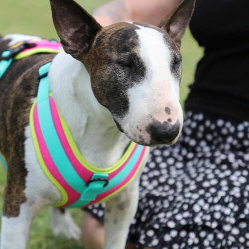 Product photo Active' No-Pressure Dog Harness 4