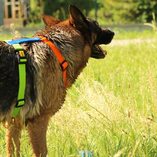 Product photo Active Guard Harness 7
