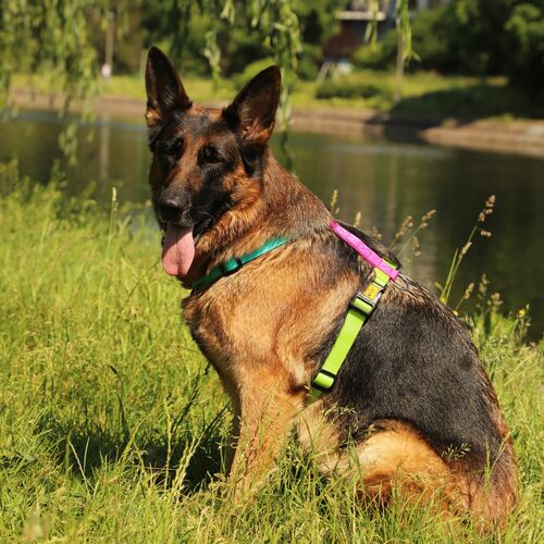 Zdjęcie produktu Szelki guard ACTIVE, 2 spinki 3