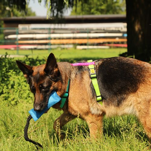 Product photo Active Guard Harness 5