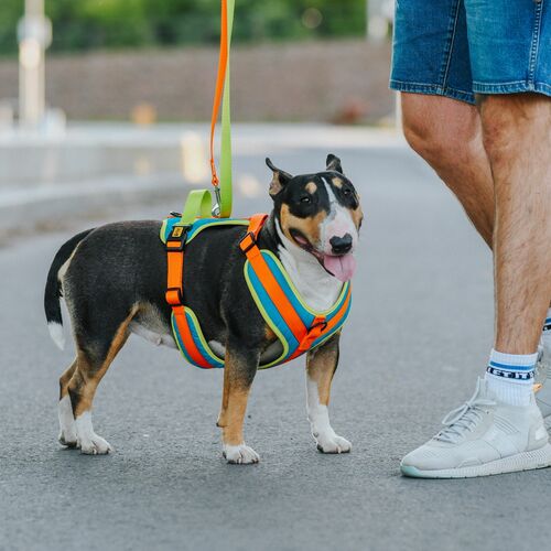 Product photo Active Extendable Leash, Pp Tape 7