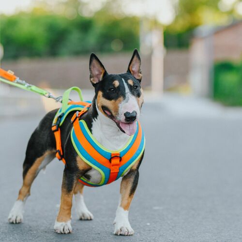 Product photo Active Extendable Leash, Pp Tape 7