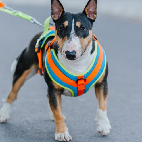 Product photo Active Extendable Leash, Pp Tape 7