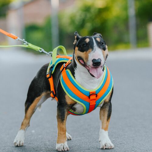 Product photo Active Extendable Leash, Pp Tape 13