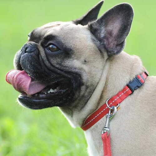 Product photo Reflective Tape Collar 4