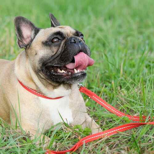 Product photo Reflective Tape Urban Leash 2