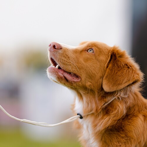 Product photo Rope Show Leash 6