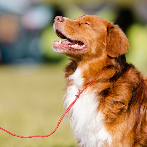 Product photo Rope Show Leash 4