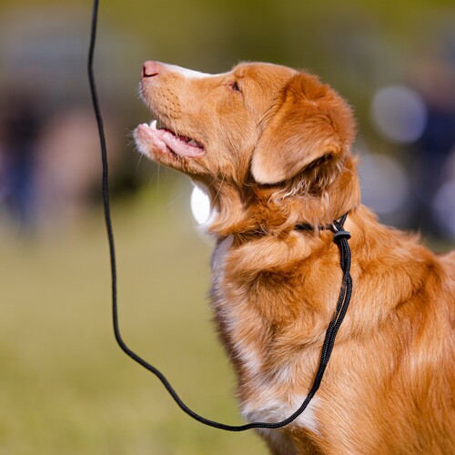 Product photo Rope Show Leash 5