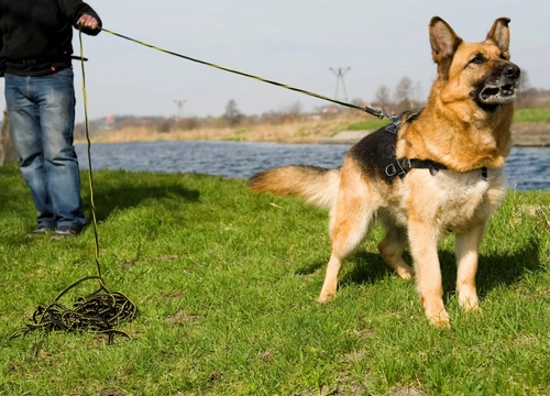 Product photo Training Rope Leash With Handle 2