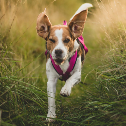 Product photo Sled Harness 4