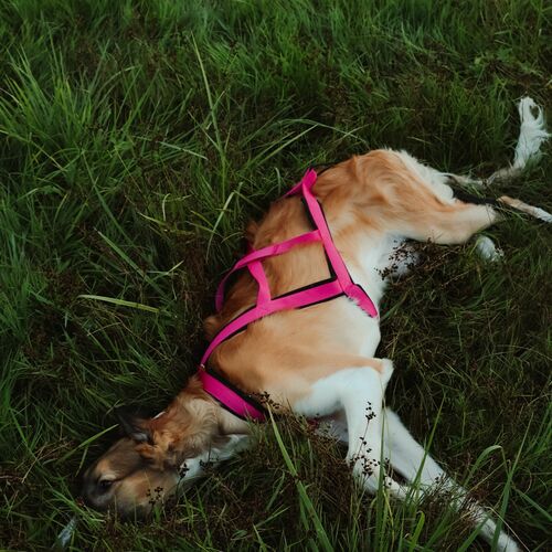 Product photo Sled Harness 14