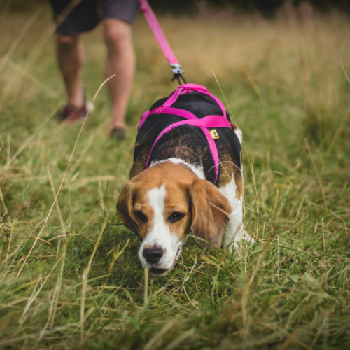 Product photo Sled Harness 6
