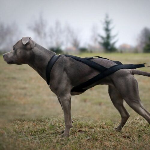 Product photo Sled Harness 14