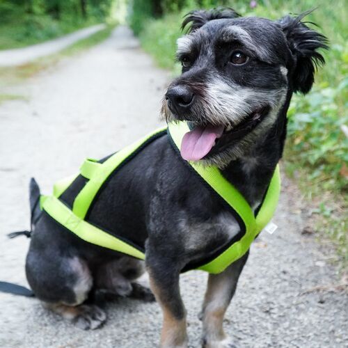 Product photo Sled Harness 8