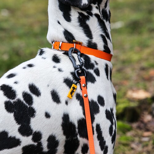 Product photo Honeycomb Dog Leash No Handle 5