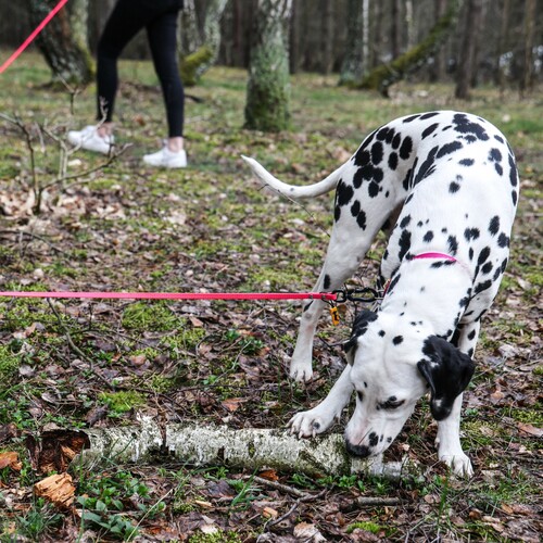 Product photo Honeycomb Dog Leash With Handle 6