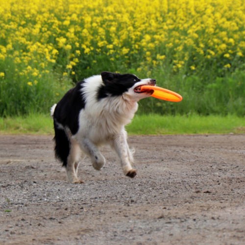 Product photo Dog Toy Frisbee 3