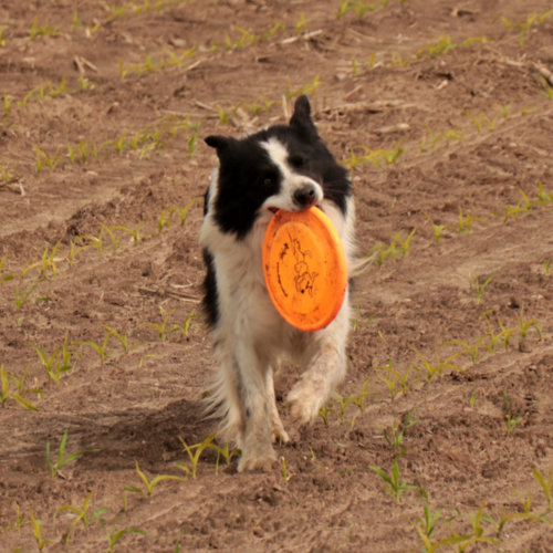 Zdjęcie produktu Frisbee dla psa 5