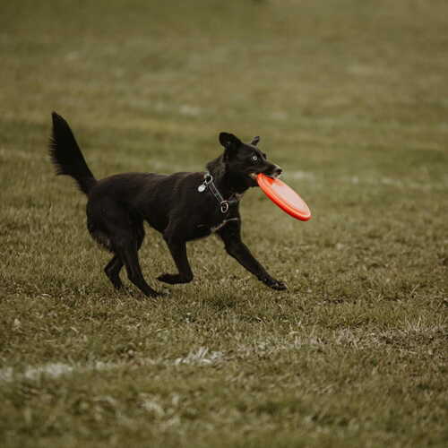 Product photo Dog Toy Frisbee 6