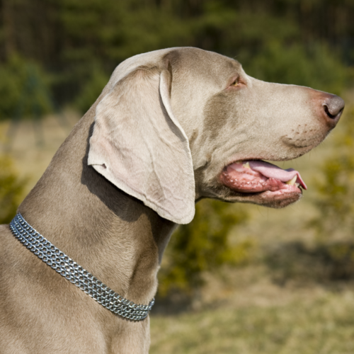 Product photo Choke Chain Collar, 3 Rows, Chrome 2