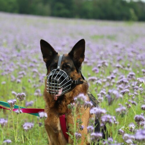 Product photo Metal Muzzle 10