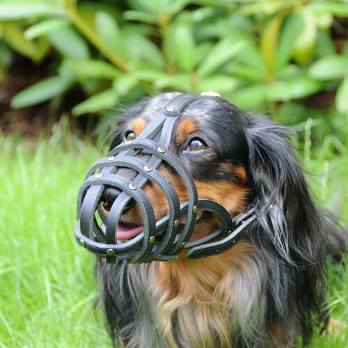Product photo Leather Riveted Muzzle 5