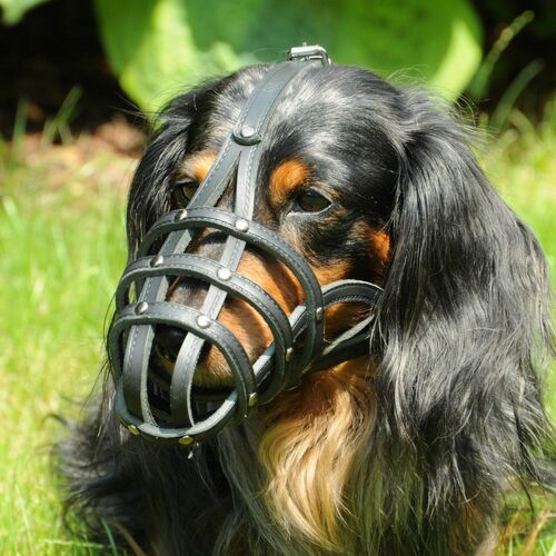 Product photo Leather Riveted Muzzle 7