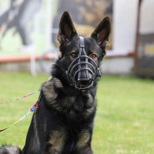 Product photo Leather Riveted Muzzle 5