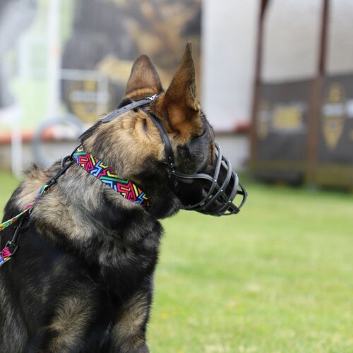 Product photo Leather Riveted Muzzle 4