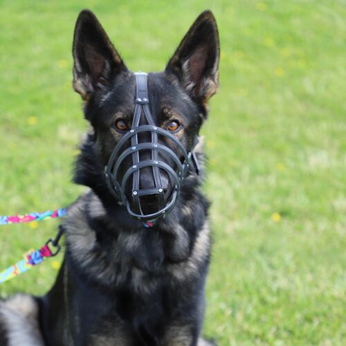 Product photo Leather Riveted Muzzle 9