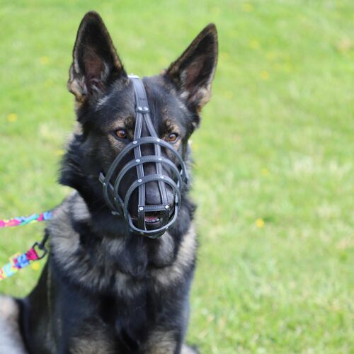 Product photo Leather Riveted Muzzle 11