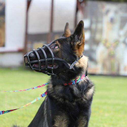 Product photo Leather Riveted Muzzle 10