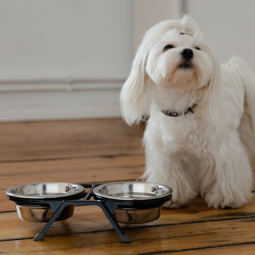 Product photo Pet Feeders On Recycle Stand 4