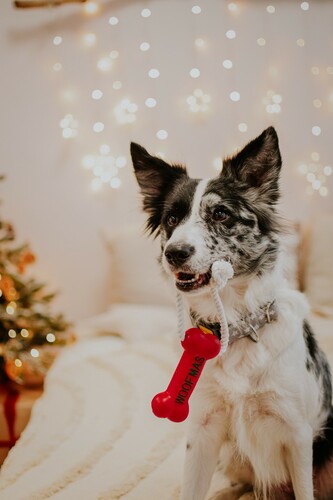 Product photo Woofmas  Vinyl Bone + Rope 3