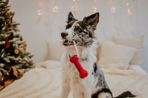 Product photo Woofmas  Vinyl Bone + Rope 4