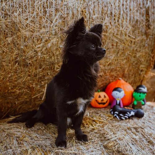 Product photo Dracula Dog Toy 10 Cm 3