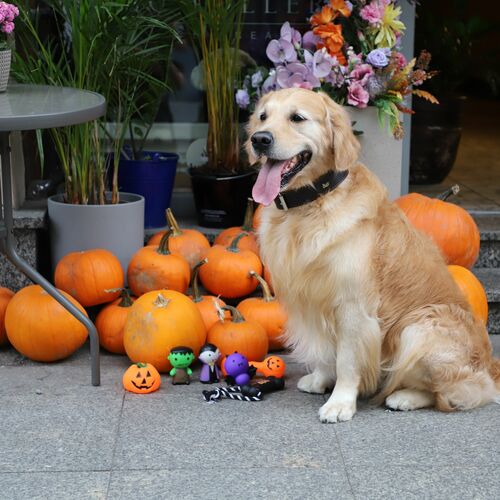 Product photo Dracula Dog Toy 10 Cm 10