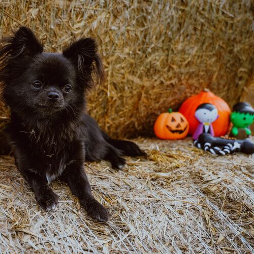 Product photo Boo Cord Dog Toy + Bone Length 13 Cm 3
