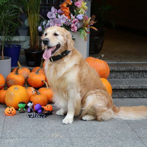 Product photo Nocek Dog Toy 9,5 Cm 9