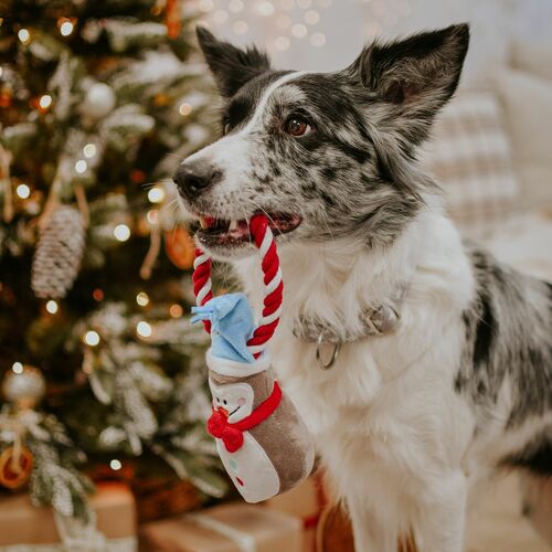 Product photo Dog Plush Toy - Penguin Shaped 18 Cm 3